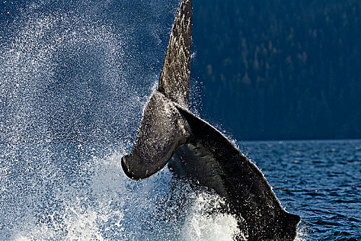 驼背鲸,鲸尾叶突,布劳顿群岛,第一,领土,不列颠哥伦比亚省,加拿大