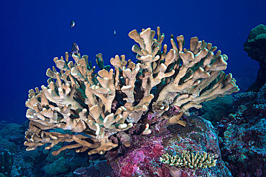 孔隙,珊瑚,菲律宾,亚洲