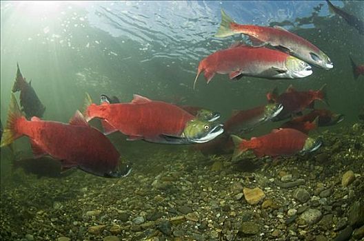 产卵,红大马哈鱼,亚当斯河,不列颠哥伦比亚省,加拿大