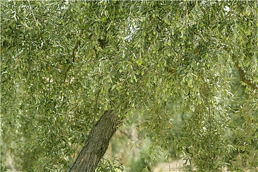 橄榄树,绿色,水果,西班牙