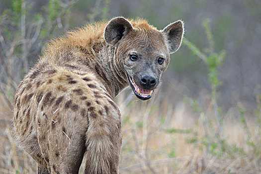 斑鬣狗摄影作品图片