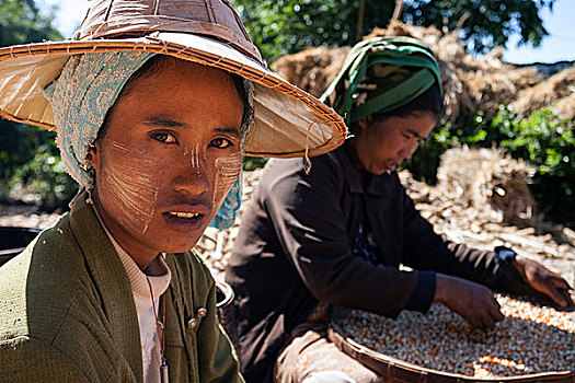 女人,整理,玉米,颗粒,靠近,卡劳,掸邦,缅甸,亚洲