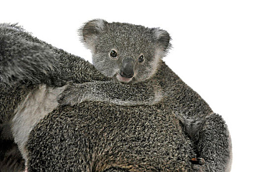 树袋熊,幼兽,背影,昆士兰,澳大利亚