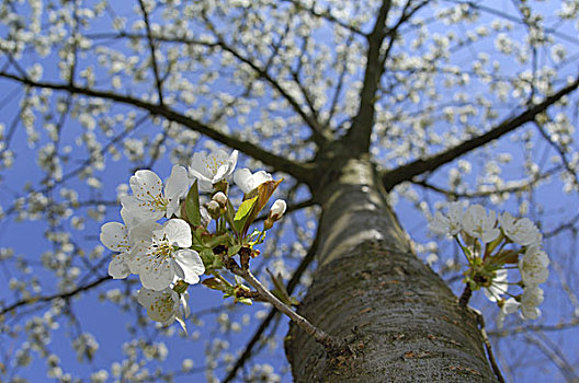 樱桃树,盛开,春天