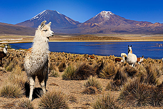 美洲驼,泻湖,正面,火山,国家公园,玻利维亚,南美