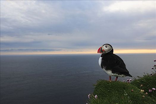 大西洋角嘴海雀,北极,边缘,悬崖,西部,峡湾,冰岛