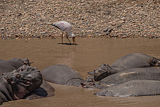 肯尼亚马赛马拉国家公园马拉河河马群
