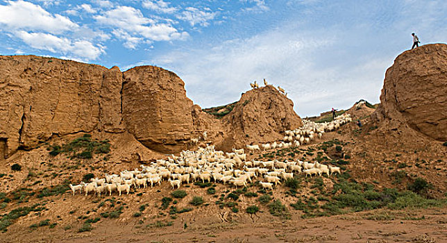 黄土高原牧羊者