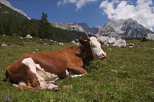母牛,山,草地,山脉,提洛尔,奥地利