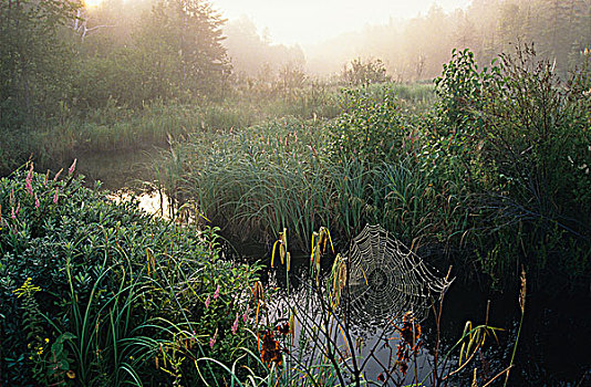 蜘蛛网,溪流,日出,波状,湖,萨德伯里,安大略省,加拿大