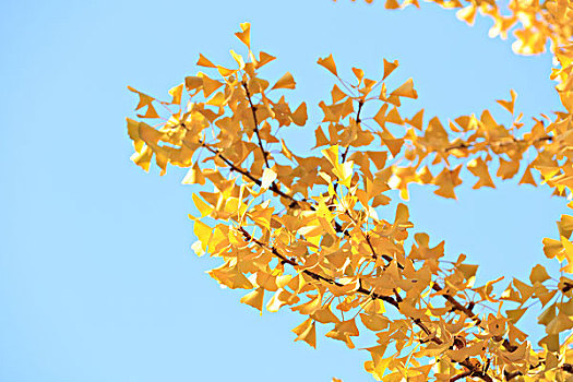 秋天金黄色的银杏树