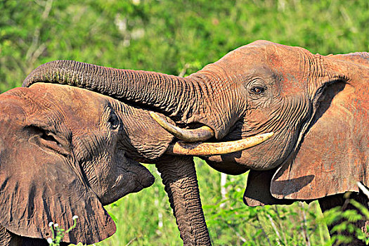 争斗,非洲象,雄性动物,查沃,西部,肯尼亚,非洲