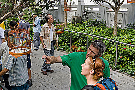 游客,鸟,街道,香港