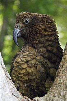 新西兰,南岛,艾斯派林山国家公园,食肉鹦鹉,彩色,鹦鹉