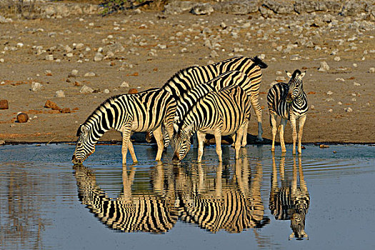 斑马,马,水坑,埃托沙国家公园,纳米比亚,非洲
