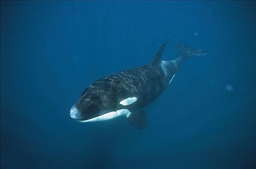 逆戟鲸,肖像,科特兹海,北下加利福尼亚州,墨西哥