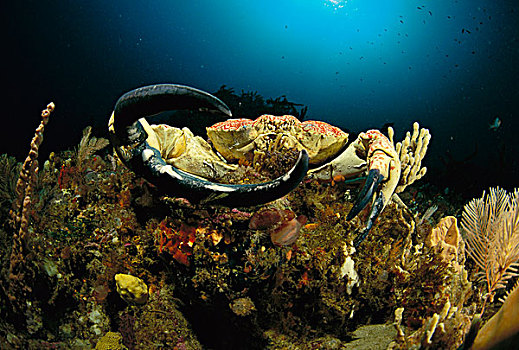 澳大利亚人,巨大,螃蟹,十亿,展示,大,爪,塔斯马尼亚,澳大利亚