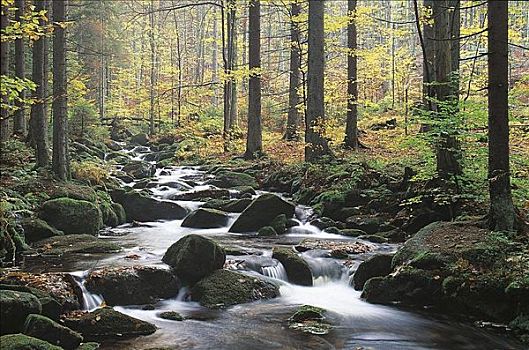 河,秋天,巴伐利亚森林,德国,欧洲