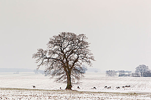 冬季风景,鹿,石荷州,德国