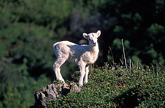 美国,阿拉斯加,楚加奇州立公园,羊羔,白大角羊,站立,草,悬崖,上方,特纳甘湾