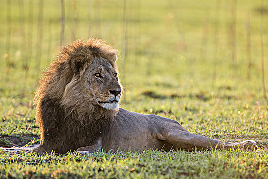 狮子,看,雄性,萨维提,乔贝国家公园,乔贝,地区,博茨瓦纳,非洲