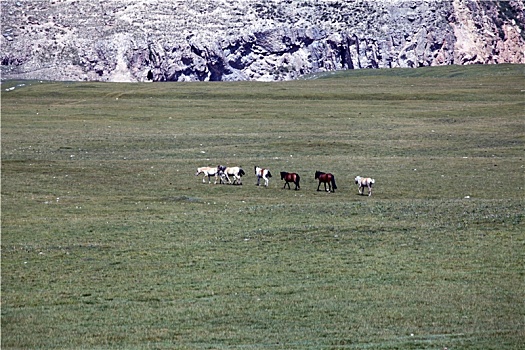 新疆和静,最美草原上的骏马