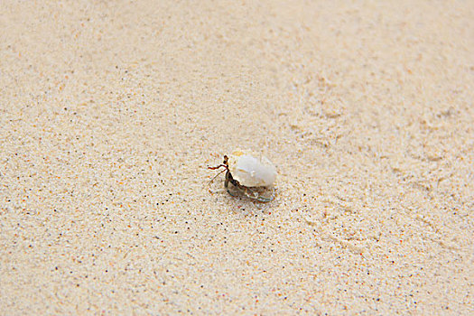 沙滩上的寄居蟹