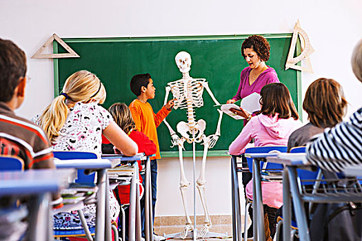 教师,男孩,站立,正面,班级,看,模型,骨骼