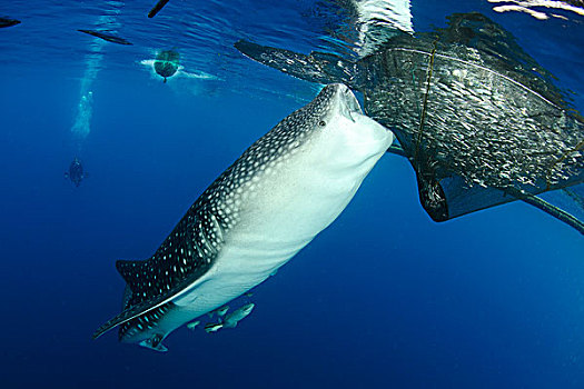 鲸鲨,进食,捕鱼,西巴布亚