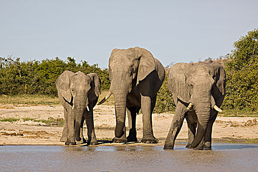 非洲,大象,喝,自然,水坑,萨维提,博茨瓦纳