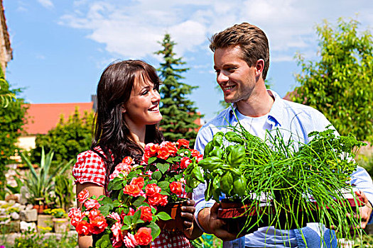 园艺,夏天,幸福伴侣,清新,药草,红花