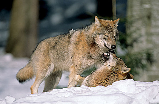 狼,玩,雪中,巴伐利亚森林,自然公园
