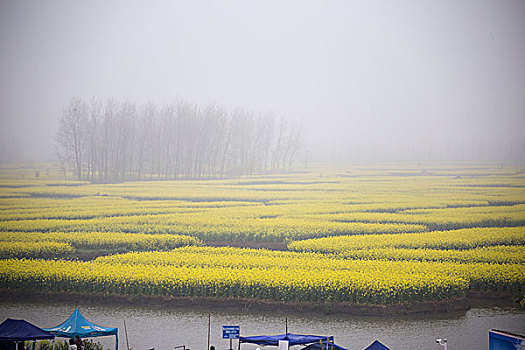 江苏泰州兴化油菜花