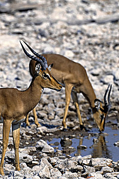 纳米比亚,埃托沙国家公园,黑斑羚