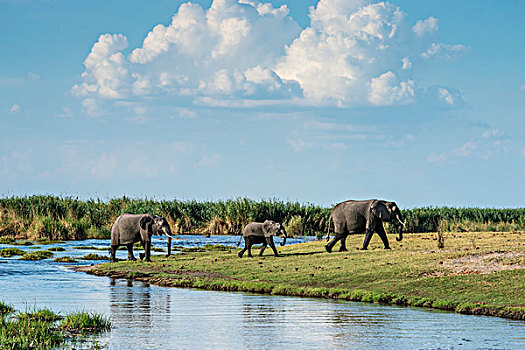 奥卡万戈三角洲,大象,河,大幅,尺寸