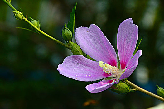 木槿花