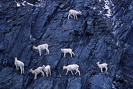 美国,阿拉斯加,牧群,绵羊,白大角羊,陡峭,悬崖,布鲁克斯山,山,北方,北极圈