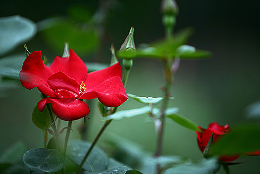 花中皇后月季