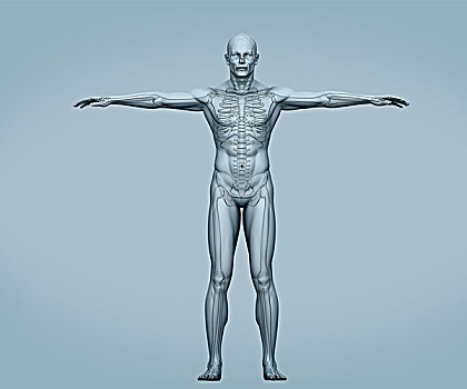 灰色,身体,数码,骨骼,肌肉,灰色背景