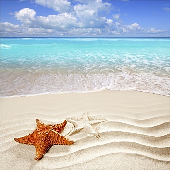 加勒比,热带沙滩,白沙,海星,壳