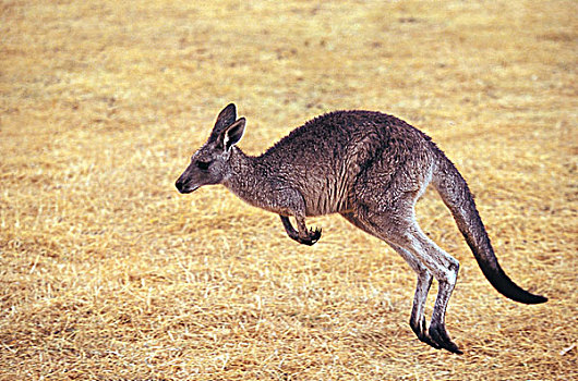 大灰袋鼠,灰袋鼠,成年,跑,澳大利亚