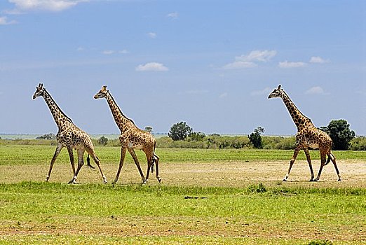 三个,马萨伊,长颈鹿,马赛长颈鹿,马赛马拉,肯尼亚