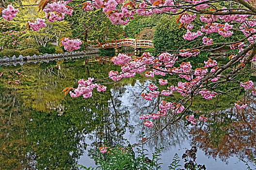 樱花,水塘,桥,公园,花园,维多利亚,不列颠哥伦比亚省,加拿大