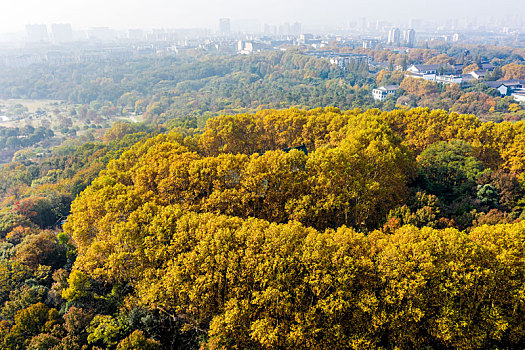 航拍南京钟山风景名胜区美龄宫法国梧桐树茂密