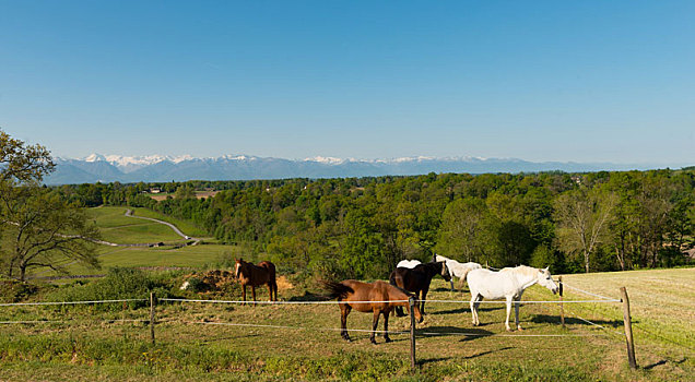 马,草地,山,比利牛斯山脉,背景