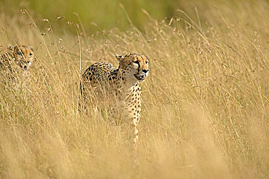 印度豹,猎豹,走,草地,马赛马拉国家保护区,肯尼亚,非洲