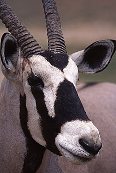 头部,羚羊,非洲