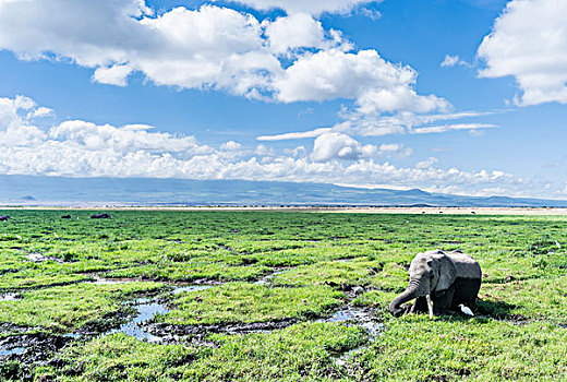 非洲,灌木,大象,非洲象,湿地,安伯塞利国家公园,肯尼亚,大幅,尺寸