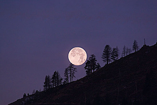 满月,上升,后视图,剪影,树,靠近,加利福尼亚