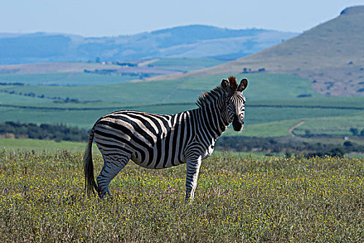 南非,德班,禁猎区,平原斑马,马,斑马,白氏斑马,景色,草地,栖息地